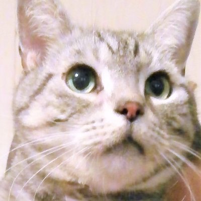 deppcha's profile picture. にや♂ミン♂ちく♀😸
ニャンコは心のアリにゃミン🐈

DMブロックします❌️　仲良しさん⭕️
エロ🆖リスト🆖

ゲーム🎮️ 鬼滅👹🎴アニメ
＿＿＿＿＿＿＿＿＿＿＿
ぷりアマ
 🍏会員 大森元貴さん
花江夏樹さん 藤井聡太さん
想いは不滅‼️
