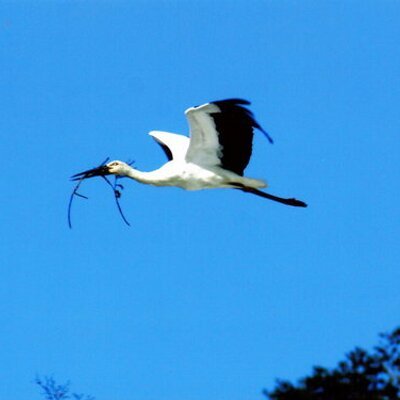 こうのとりが豊岡の大空を羽いっぱいに広げて優雅に飛んでいる姿を見たとき、その日がハッピーな一日になると信じていていつも空を眺めています。