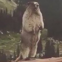 コンバット伯爵さんのプロフィール画像