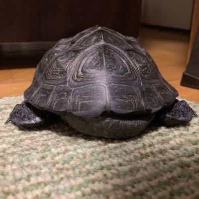 とよさんのプロフィール画像