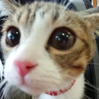 hkESnSYDAg7uS6y's profile picture. BinTRoLL箱推、ドズル社箱推
素敵なFAを見つけるといいねしたくなります。
好きな声優さん、多すぎて書けません笑