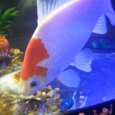 beastrons's profile picture. Jaws.
You'll never go in the water again.