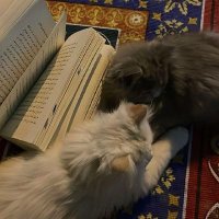 Thanaa Tarawneh (@tarawnehthanaa) Twitter profile photo