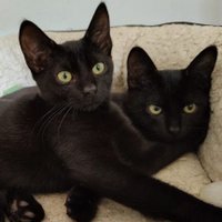 Leta & Lally (@katiemimi) 's Twitter Profile Photo Leta & Lally (@katiemimi) 's Twitter Profile Photo