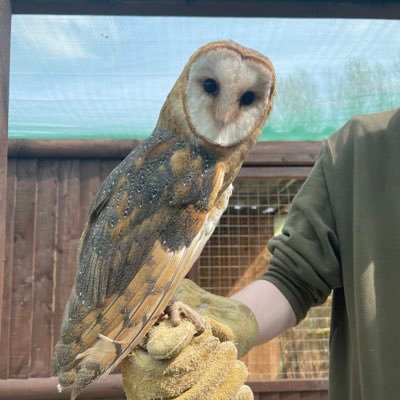 BenbabofSmeg's profile picture. 