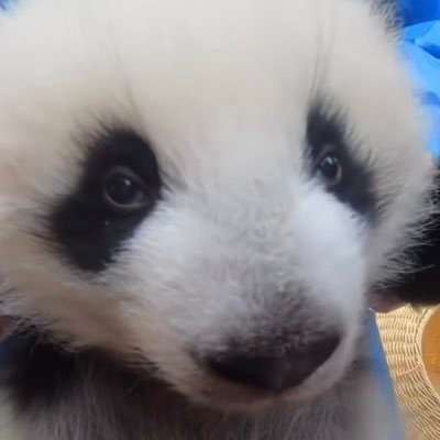 Jeanette🐼さんのプロフィール画像