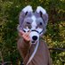 Moon the folf (@moonsmoke94) Twitter profile photo Moon the folf (@moonsmoke94) Twitter profile photo