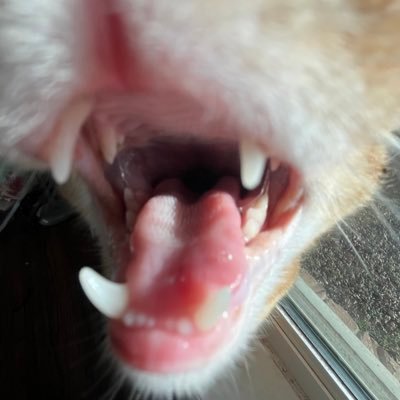 codileef's profile picture. 21 | he/xe| artist | I like fnaf, clowns, and puppets