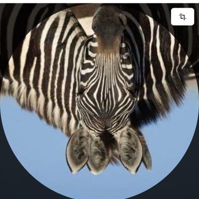 ZoomZebre Profile Picture