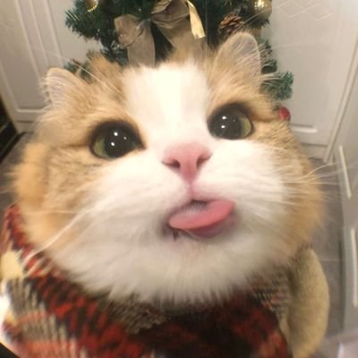 taodcksm's profile picture. 。