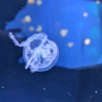 tobbykuyinu's profile picture. geb: 0001/0110