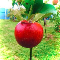 よっしー (@nijiyoshi13) 's Twitter Profile