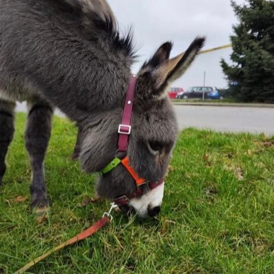 ❤️Follow us for daily dose of Donkey ❤️⚠️ Tag us or use the hashtag #donkeyvilla
Follow👉 Turn ON post notifications.