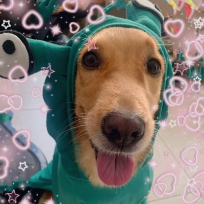 Hola! Soy nina. La perrita de @ryumivt. Asi es tengo cuenta de twitter jajajaa. Estoy escribiendo esto desde el cel de ryumi.