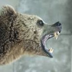 MadBear60's profile picture. 