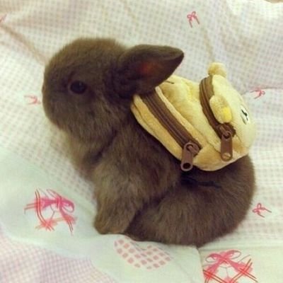 colarabbit000's profile picture. seventeen