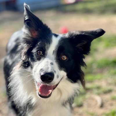 I’m a young Border Collie. My Momma dotes on me. She should 😉.