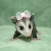 Fluffanuttah (@fiuffanuttah) Twitter profile photo Fluffanuttah (@fiuffanuttah) Twitter profile photo