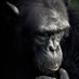 Fifth Wise Monkey (@fifthwisemonkey) Twitter profile photo Fifth Wise Monkey (@fifthwisemonkey) Twitter profile photo