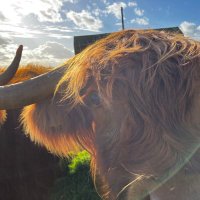 Harry Mouland 🇬🇧 🚜 🌾(@Farmer_Mooo) 's Twitter Profile Photo