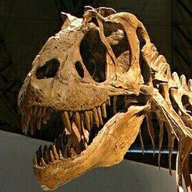 She/Her
Paleo-Fan
Student & hopefully future sci-comm creator
https://t.co/eYA7XNXvR7..