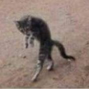 The_Polok (@the_polok) 's Twitter Profile