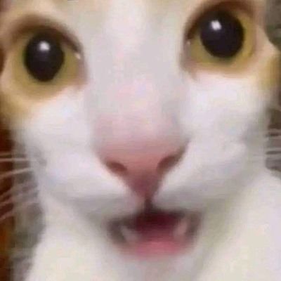 zveoxy's profile picture. 