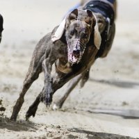 Getup Gang Greyhounds (@getup_gang) 's Twitter Profile