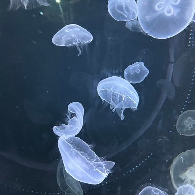 nyarusub's profile picture. グッズ交換用アカウントです/ぶいすぽ箱推し！/取引終了時に該当ポストは削除しますのでご了承下さい/取引前にプロカ確認してください   本垢@nyaruromu2