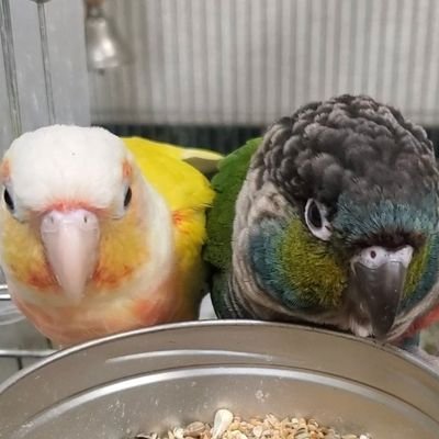 ウロコインコのグリ(ーン)とグレ(ープ)です...
噛まれると大変。血がでます(T＿T)
Tick Tokも見てね！