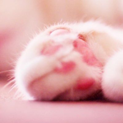 maomao7078's profile picture. . 💕👼🏻🐶🐯💕アカウント復活出来ました！また、よろしくお願いしますsubaccount→@Bluemoment_mao 🆖Politics🆖War,🆖Violence🆖 Porn🆖❌NO‼️DM❌