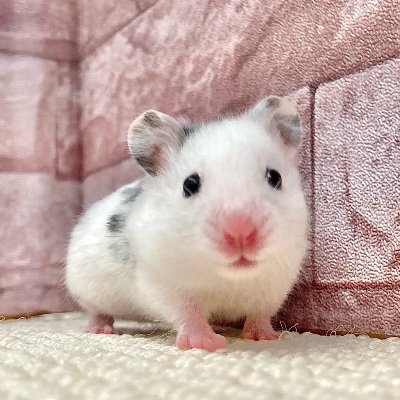 ArtPiYa_l34rN's profile picture. 