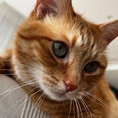 hacokiesas's profile picture. 🤓