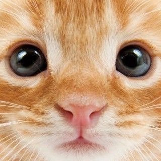 viraldreamgir1's profile picture. 