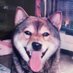 犬のむさし (@musashi1089) Twitter profile photo 犬のむさし (@musashi1089) Twitter profile photo