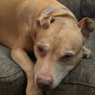 pitbull_lover29's profile picture. 