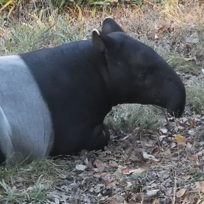 『ルーミー語録』をゆっくり読んでいます。アイコンは多摩動物公園のマレーバクです。ヘッダーは『少女☆歌劇レヴュースタァライト』の愛城華恋です。