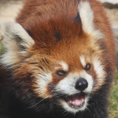 shunasama_love's profile picture. 天王寺動物園のシュウナさま🌹が大好きですーーー💕#シュウナさまの軌跡　#ひらパーワンダーガーデンの思い出