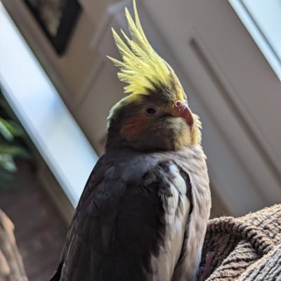 A cockatiel is not a pet, she is a roommate~*~