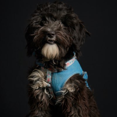 correaarancibia's profile picture. 