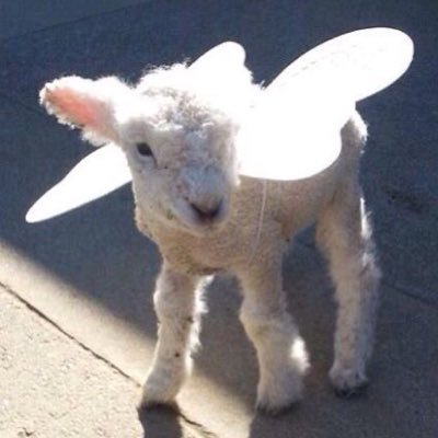 newtestleper's profile picture. he, fungerer, aspiring lithuanian, thane of glamis, constipated, lover of a good triptych, aztec historian, willing sacrifice, shady noah sewell updates HERE!