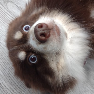 RaccoonPuppetry Profile Picture