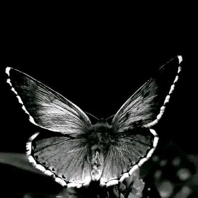 ShaimaHasab's profile picture. 