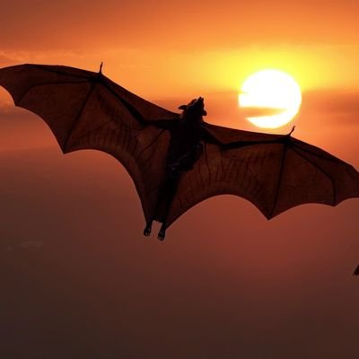 javisueca's profile picture. 