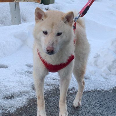 こんにちは！新潟のアラフィフ主婦です😊 ブログを書いています🐾 自分の膠原病の事や家族、こたろうの写真を載せています 
#黒猫   #新潟
テレビドラマ📺とおせんべい🍘が大好きな主婦です。よろしくお願いします😄