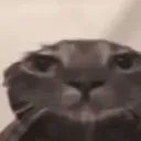 ellie 🏳️‍⚧️