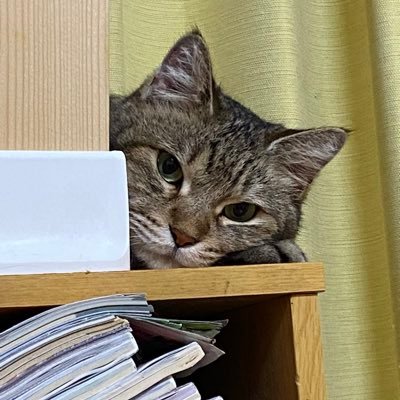 フリーランスのSEしてます #ダーツ #ポケカ #麻雀 #モンハン #DIY #フェレット #猫 #ハリネズミ #爬虫類 #VEZEL #ハンドドリップ #珈琲
