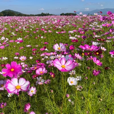 2023.11.5〜夫が娘を連れ去り別居中/離婚調停中/ 某サイトでチャトレ稼働中/メルレも同時進行/１人娘(小6)のために稼ぎたい/娘に会いたい/娘と一緒に暮らしたい/最高月収36万/モチベ維持のために報酬載せます🙇‍♀️/無言フォロー失礼致します🙇‍♀️