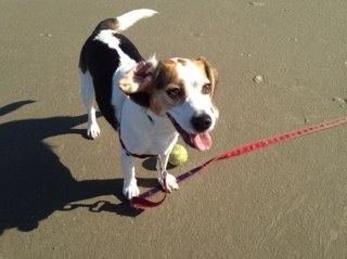 Beagle at large.