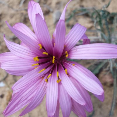 faysalyna13692's profile picture. 